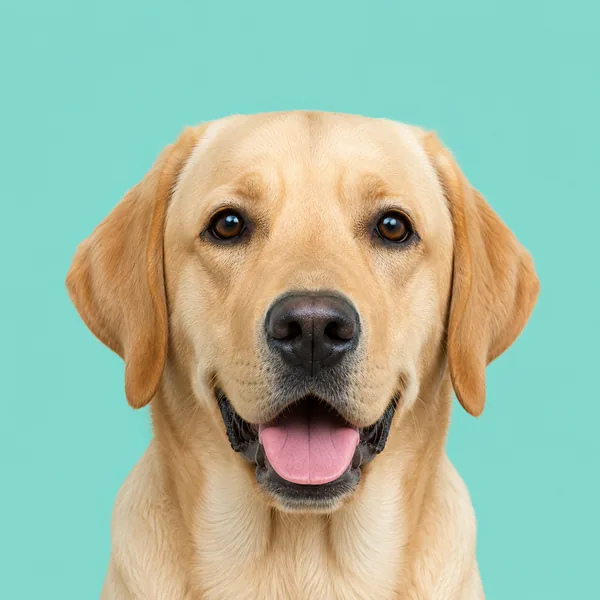 Labrador Pluto Vet