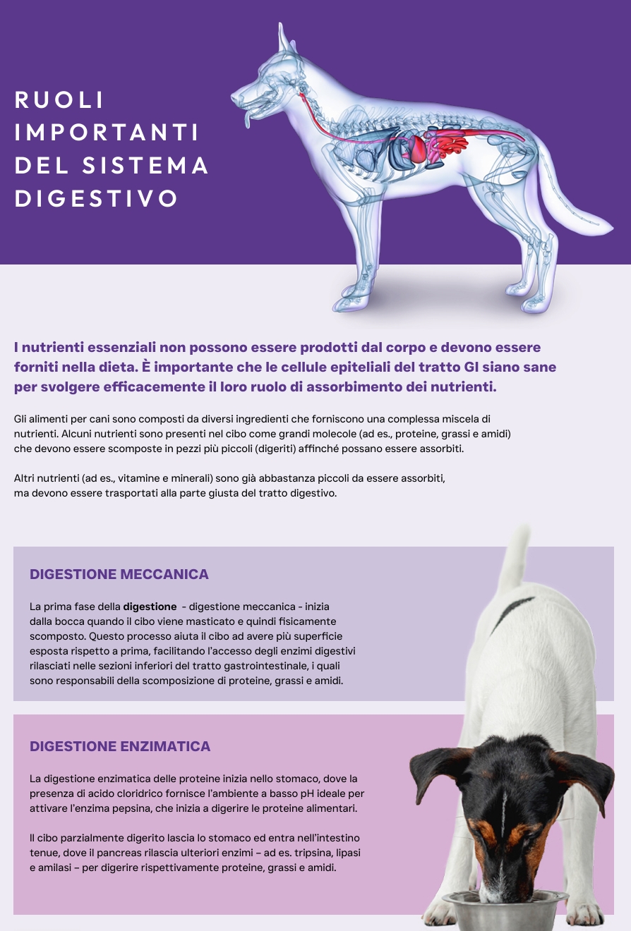Pluto Vet Cura gastrointestinale approfondimento