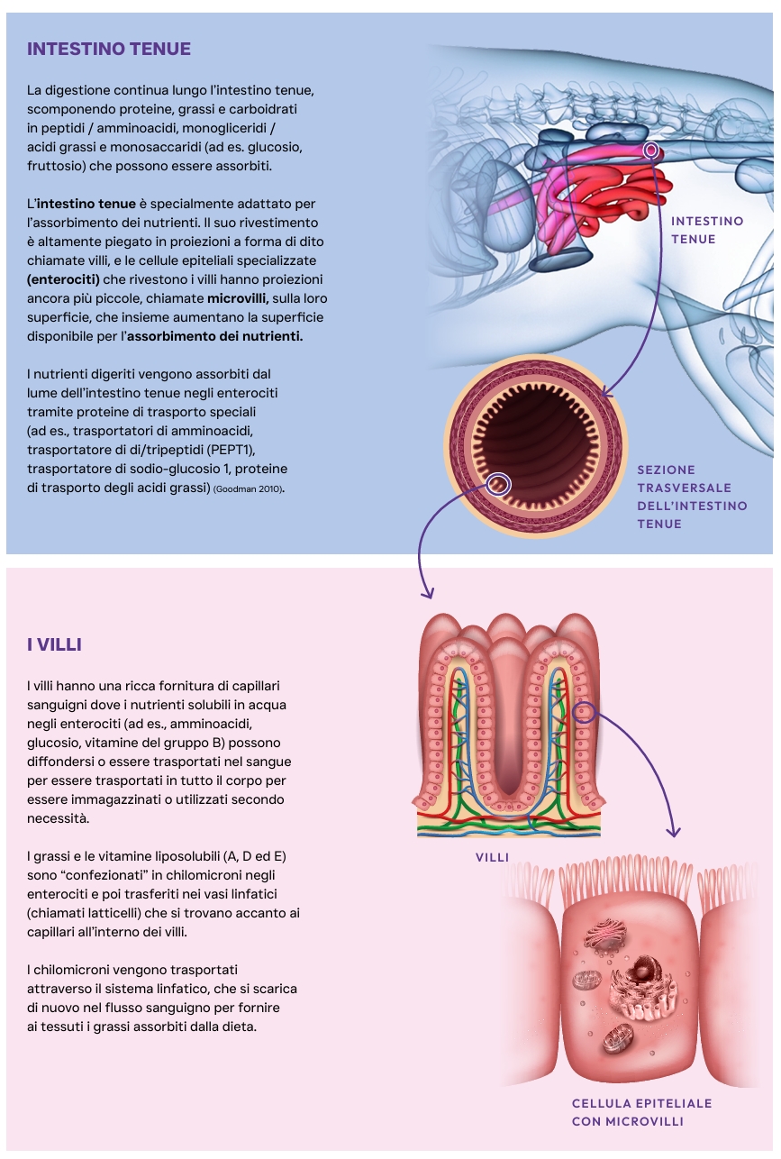 Pluto Vet Cura gastrointestinale approfondimento